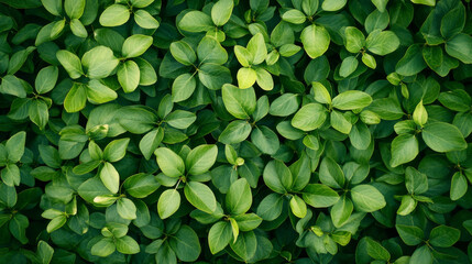 Lush green leaves create vibrant and fresh spring atmosphere, showcasing various shades of green and textures. This captures essence of nature beauty and vitality