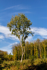 Tall solitary tree stands against a blue sky in a vibrant forest during autumn foliage