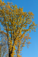 Bright yellow leaves flutter on a tall tree against a clear blue sky during autumn in a serene park setting