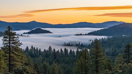Fototapeta premium Mysterious Foggy Twilight Forest Scene with Soft Light Filtering Through Mist