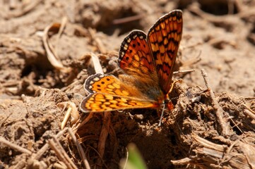 A vibrant orange butterfly with intricate wing patterns rests on sun-baked earth, its delicate legs gently touching the ground.