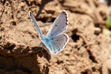 A delicate blue butterfly rests on sun-baked earth, its wings partially open, showcasing intricate details and subtle color variations.
