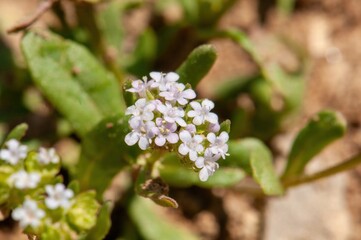Delicate cluster of small, light purple flowers blooming amongst lush green foliage. A close-up view reveals intricate details of the blossoms.