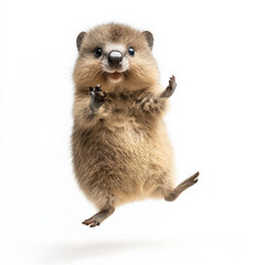 Fototapeta premium Adorable quokka leaps joyfully, paws outstretched.