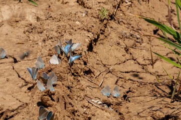A cluster of blue butterflies rests on dry, cracked earth, absorbing minerals.  The arid landscape contrasts with their vibrant wings.