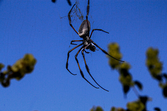 araign&eacute;e bibe