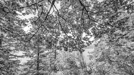 Multnomah Falls, Columbia RIver Gorge - Oregon