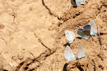 Blue butterflies gather on cracked earth, a scene of delicate life amidst arid conditions.  Their vibrant colors contrast sharply with the dry, brown landscape.