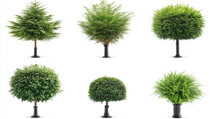 Variety of Decorative Green Trees in Different Shapes and Sizes