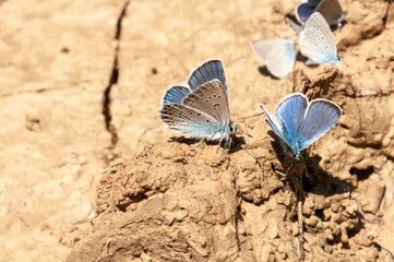 Several blue butterflies rest on dry, cracked earth, basking in the sun.  A delicate scene of nature's resilience.