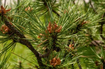 Close-up view of pine tree branch with developing cones.  The needles are vibrant green, and the immature cones are a warm reddish-brown.