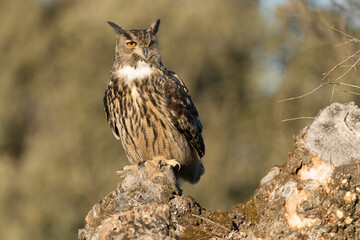 Male Eurasian Eagle Owl at his favourite hunting perch in the last light of day before going hunting on a cold winter day in a Mediterranean meadow