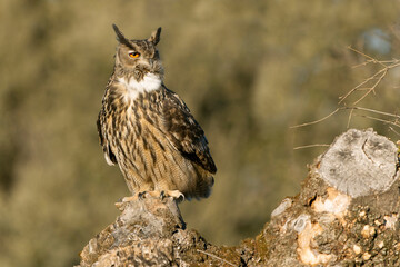 Male Eurasian Eagle Owl at his favourite hunting perch in the last light of day before going...