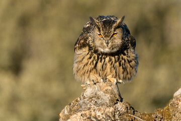 Male Eurasian Eagle Owl at his favourite hunting perch in the last light of day before going...