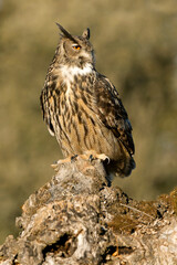 Eurasian Eagle Owl perched in an ash tree during the mating season just before setting out to hunt in the last light of a January evening