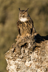 Eurasian Eagle Owl perched in an ash tree during the mating season just before setting out to hunt in the last light of a January evening