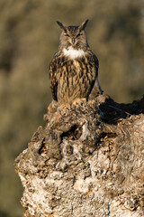 Eurasian Eagle Owl perched in an ash tree during the mating season just before setting out to hunt in the last light of a January evening