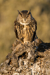 Male Eurasian Eagle Owl at his favourite perch in an ash tree in a Mediterranean meadow of ash, oak and pine trees with the last light of a winter day