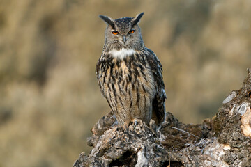 Male Eurasian Eagle Owl at his favourite hunting perch in the last light of day before going hunting on a cold winter day in a Mediterranean meadow