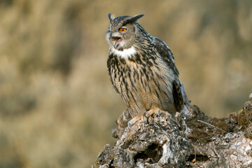 Male Eurasian Eagle Owl at his favourite hunting perch in the last light of day before going...