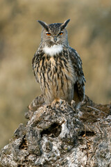 Male Eurasian Eagle Owl at his favourite hunting perch in the last light of day before going hunting on a cold winter day in a Mediterranean meadow