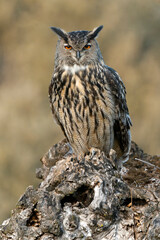 Male Eurasian Eagle Owl in the last light of day in an ash tree within its breeding territory