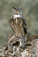 Male Eurasian Eagle Owl at his favourite hunting perch in the last light of day before going hunting on a cold winter day in a Mediterranean meadow