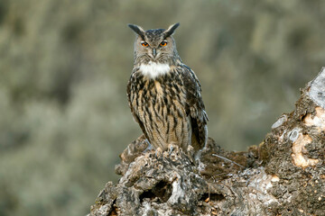 Male Eurasian Eagle Owl at his favourite perch in an ash tree in a Mediterranean meadow of ash, oak...
