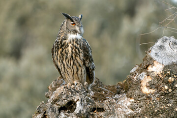 Eurasian Eagle Owl perched in an ash tree during the mating season just before setting out to hunt in the last light of a January evening