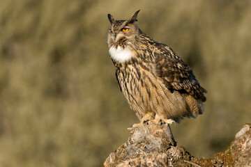 Male Eurasian Eagle Owl at his favourite perch in an ash tree in a Mediterranean meadow of ash, oak...