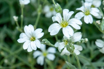 Delicate white flowers bloom in a lush green garden, their petals catching the light.
