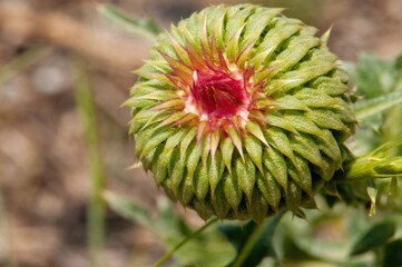 A close-up of a vibrant green flower bud, revealing intricate details and a hint of red at its center.  The texture is sharply defined, showcasing nature's artistry.