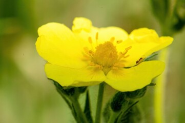 A vibrant yellow flower, possibly a type of buttercup, basks in the sunlight.  A tiny insect rests on one of its petals.