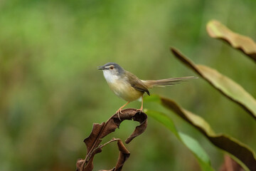 yellow-bellied prinia 001