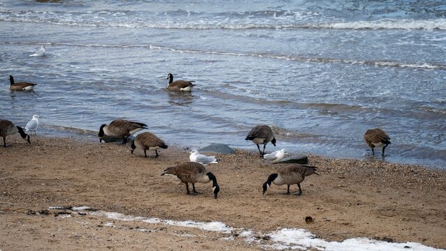 Geese and seagulls on a sandy beach.