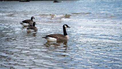 Geese swimming in a serene lake.