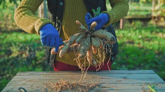 Female gardener dividing dahlias. Freshly lifted and washed clumps of dahlia tubers being divided. Splitting dahlias before winter storage.