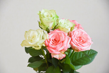 緑とピンクのばら