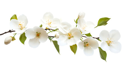 Fototapeta premium Beautiful branch of blooming apple tree showing white flowers and green leaves on white background