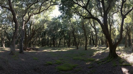 Fototapeta premium Sunlit Forest: A Tranquil Oak Grove