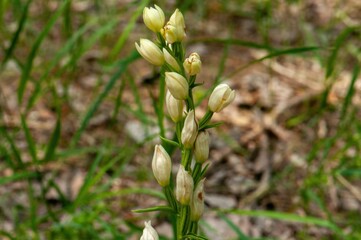 A delicate stalk of pale wildflowers, possibly orchids, rises amidst a bed of green grass and brown leaf litter.