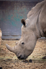 Fototapeta premium rhinocéros, en gros plan, dans un parc animalier