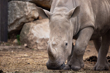 rhinoc&eacute;ros, en gros plan, dans un parc animalier