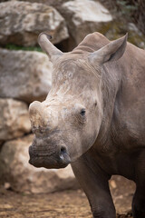 rhinocéros, en gros plan, dans un parc animalier