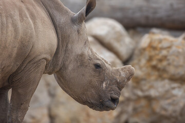 Fototapeta premium rhinocéros, en gros plan, dans un parc animalier