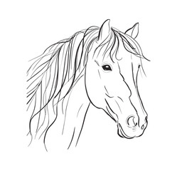 Horse Head Line Art Illustration
