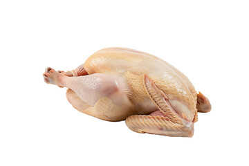 Whole Chicken Prepared for Cooking on a Transparent Background Ready to Be Seasoned and Roasted