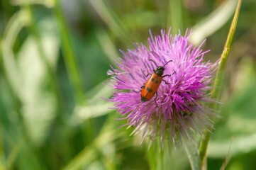 A vibrant red and black insect rests delicately on a soft purple thistle flower, showcasing a captivating contrast against the green foliage.