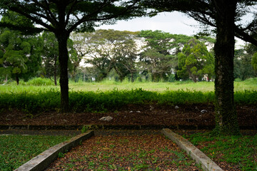Obraz premium pathway through a peaceful park surrounded by lush green trees