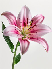 Fototapeta premium Vibrant pink lily flower showcasing intricate details in high definition against a pure white background